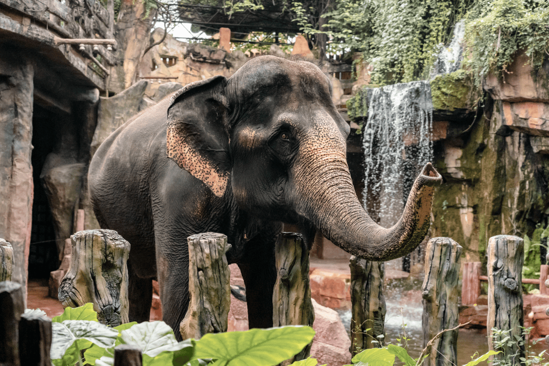 庭畅玩套票连续3天可凭票免费入园！超多主