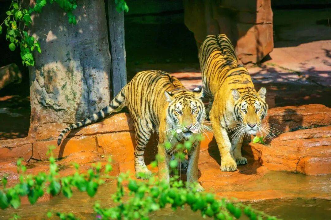 庭畅玩套票连续3天可凭票免费入园！超多主题随便玩！CQ9电子平台网站年度最抵！99元抢长鹿景区4人家(图3)