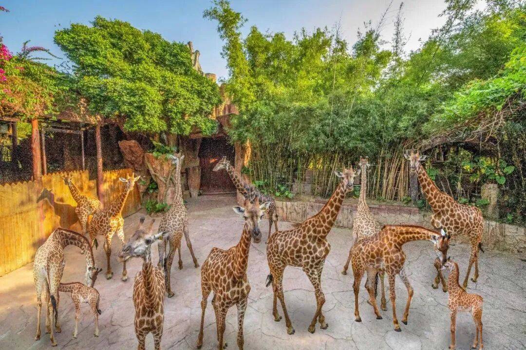 庭畅玩套票连续3天可凭票免费入园！超多主题随便玩！CQ9电子平台网站年度最抵！99元抢长鹿景区4人家(图4)