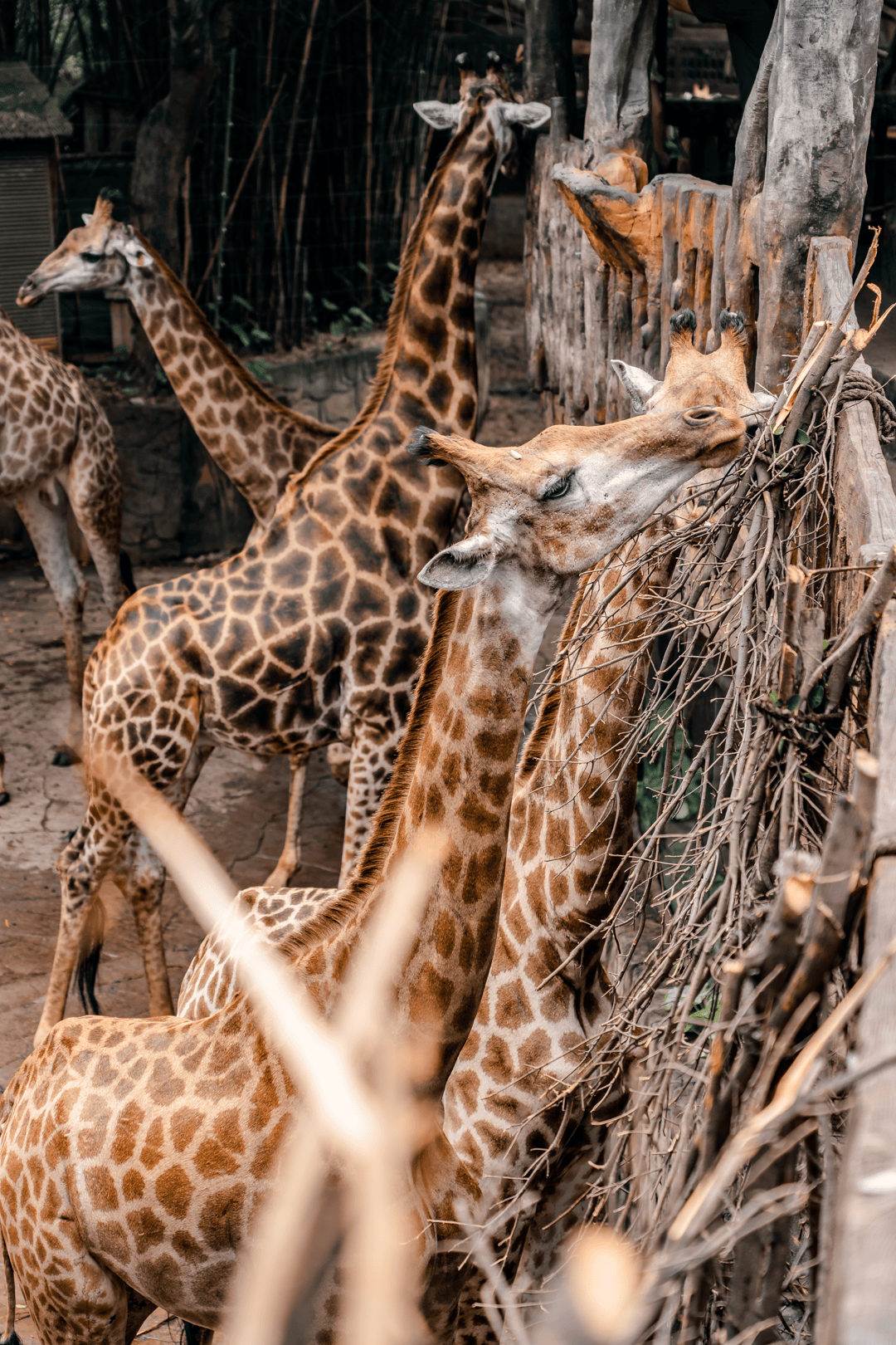 庭畅玩套票连续3天可凭票免费入园！超多主题随便玩！CQ9电子平台网站年度最抵！99元抢长鹿景区4人家(图6)