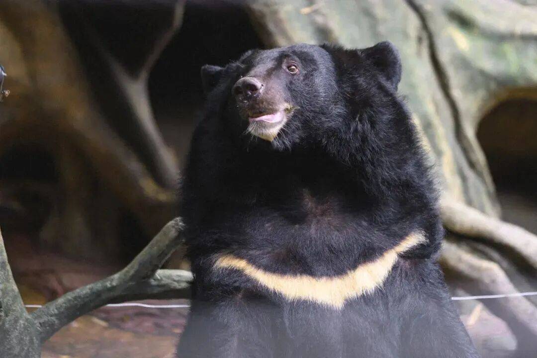 庭畅玩套票连续3天可凭票免费入园！超多主题随便玩！CQ9电子平台网站年度最抵！99元抢长鹿景区4人家(图16)