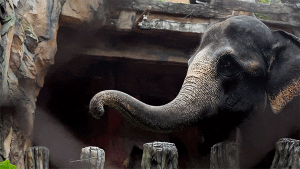 庭畅玩套票连续3天可凭票免费入园！超多主题随便玩！CQ9电子平台网站年度最抵！99元抢长鹿景区4人家(图18)