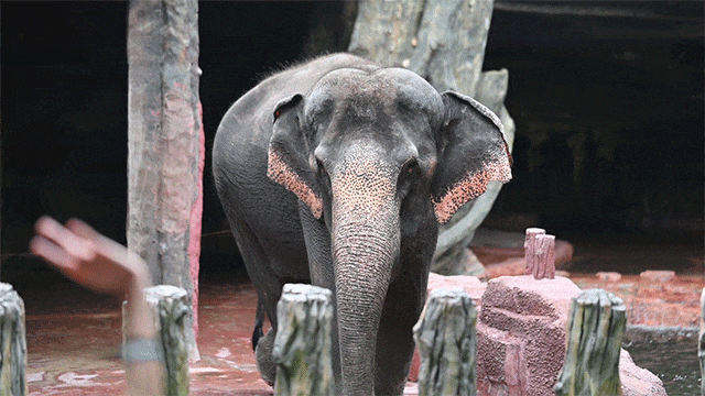 庭畅玩套票连续3天可凭票免费入园！超多主题随便玩！CQ9电子平台网站年度最抵！99元抢长鹿景区4人家(图21)