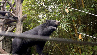 庭畅玩套票连续3天可凭票免费入园！超多主题随便玩！CQ9电子平台网站年度最抵！99元抢长鹿景区4人家(图22)